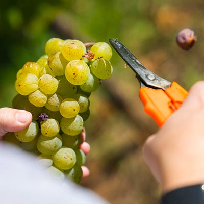 Weingut & Strauße Löffler in Staufen im Breisgau Wettelbrunn Markgräflerland Baden