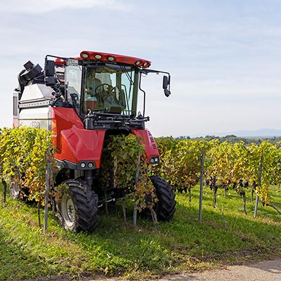 Weingut & Strauße Löffler in Staufen im Breisgau Wettelbrunn Markgräflerland Baden