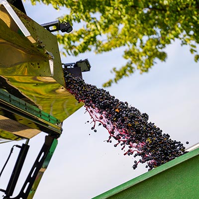 Weingut & Strauße Löffler in Staufen im Breisgau Wettelbrunn Markgräflerland Baden